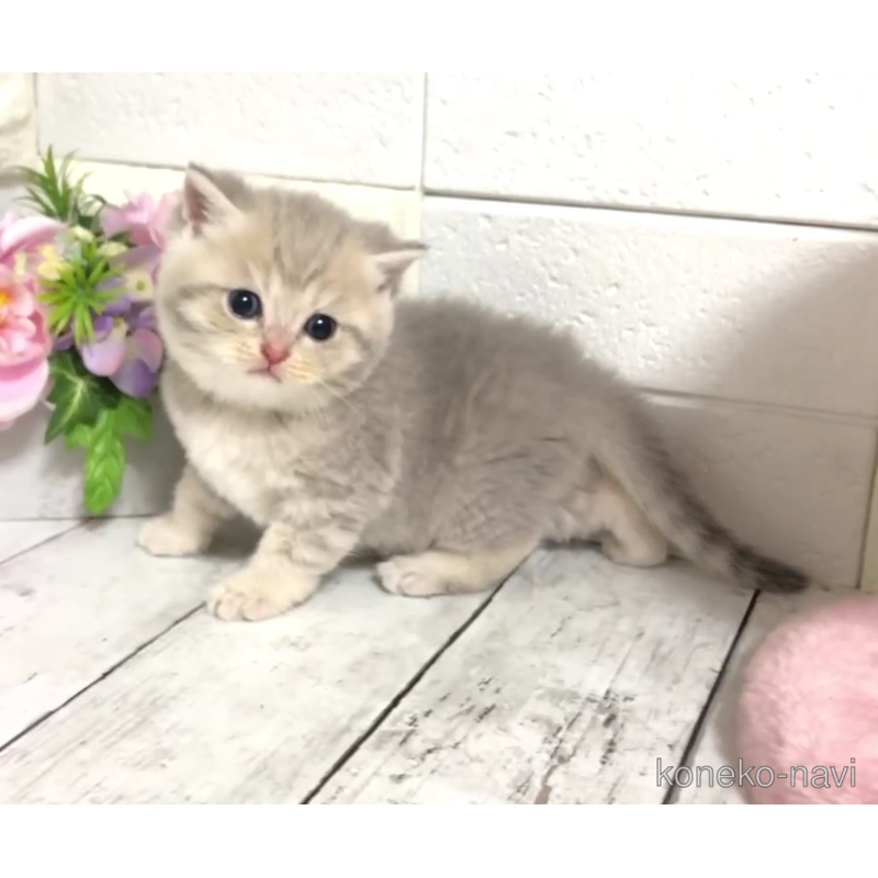 販売中の埼玉県のブリティッシュショートヘア-122076の4枚目